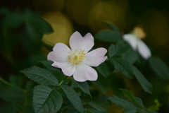 初心写ー第１６週目、その１３