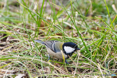 6羽目 シジュウカラ