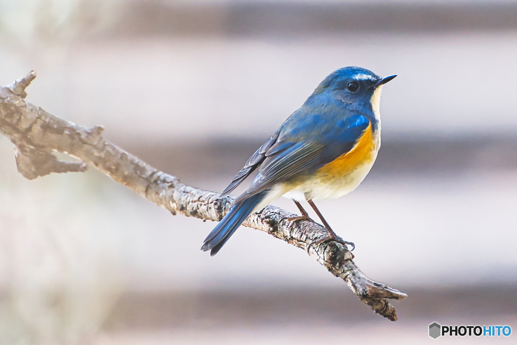 青い鳥