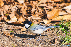 8羽目 シジュウカラ