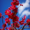 梅と青空