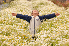 ジャーマン カモミール畑