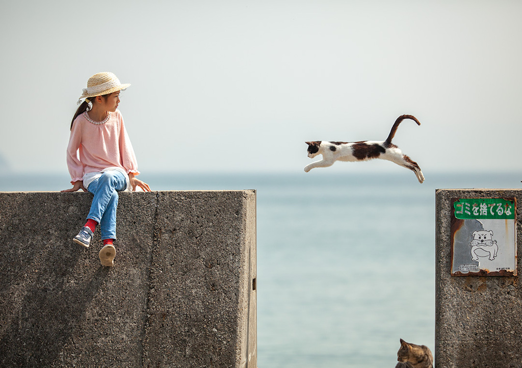 猫の島