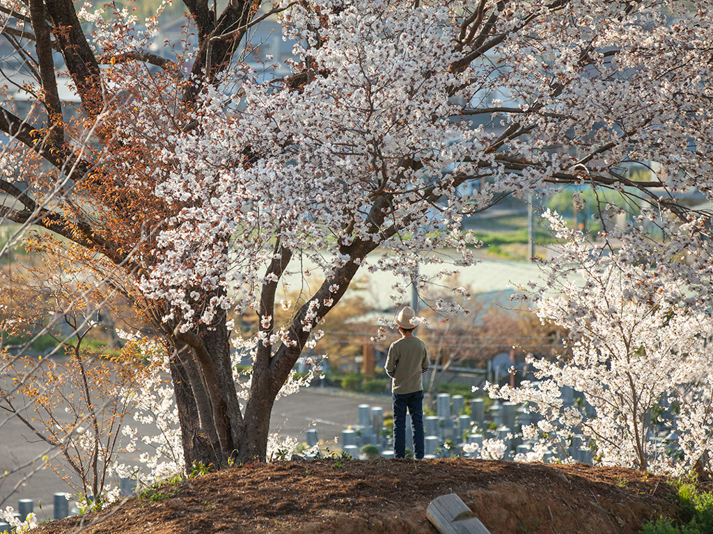 あの日 君と見た満開の山桜