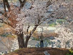 あの日 君と見た満開の山桜