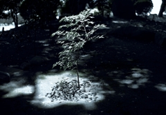 オートニッコール5.8cm（Ai改造) @F/2