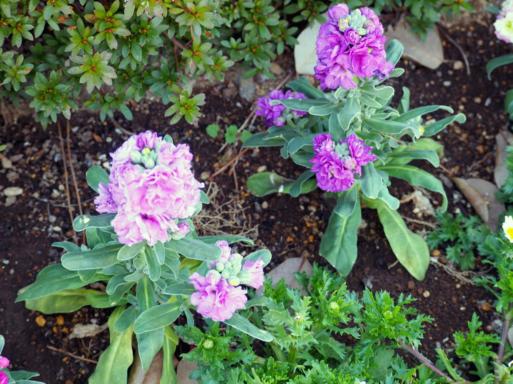 お花