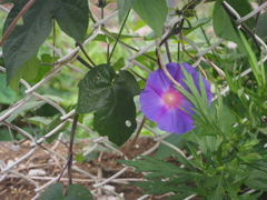PB181796