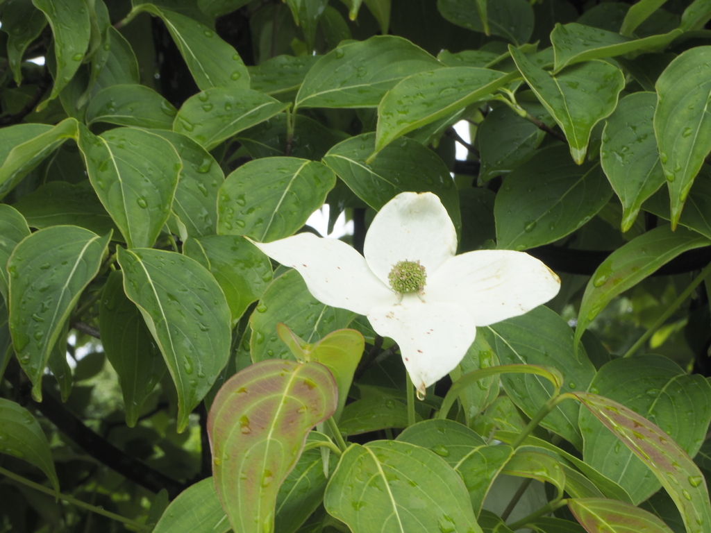 花滴