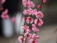 咲いたよ