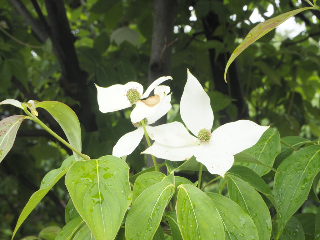 花水滴