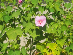 P9181567