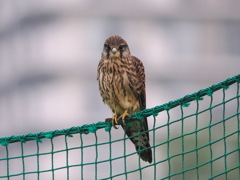 チョウゲンボウ　20230628