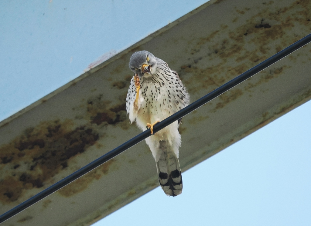 チョウゲンボウ　20230409