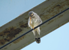 チョウゲンボウ　20230409