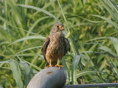 チョウゲンボウ　20230605