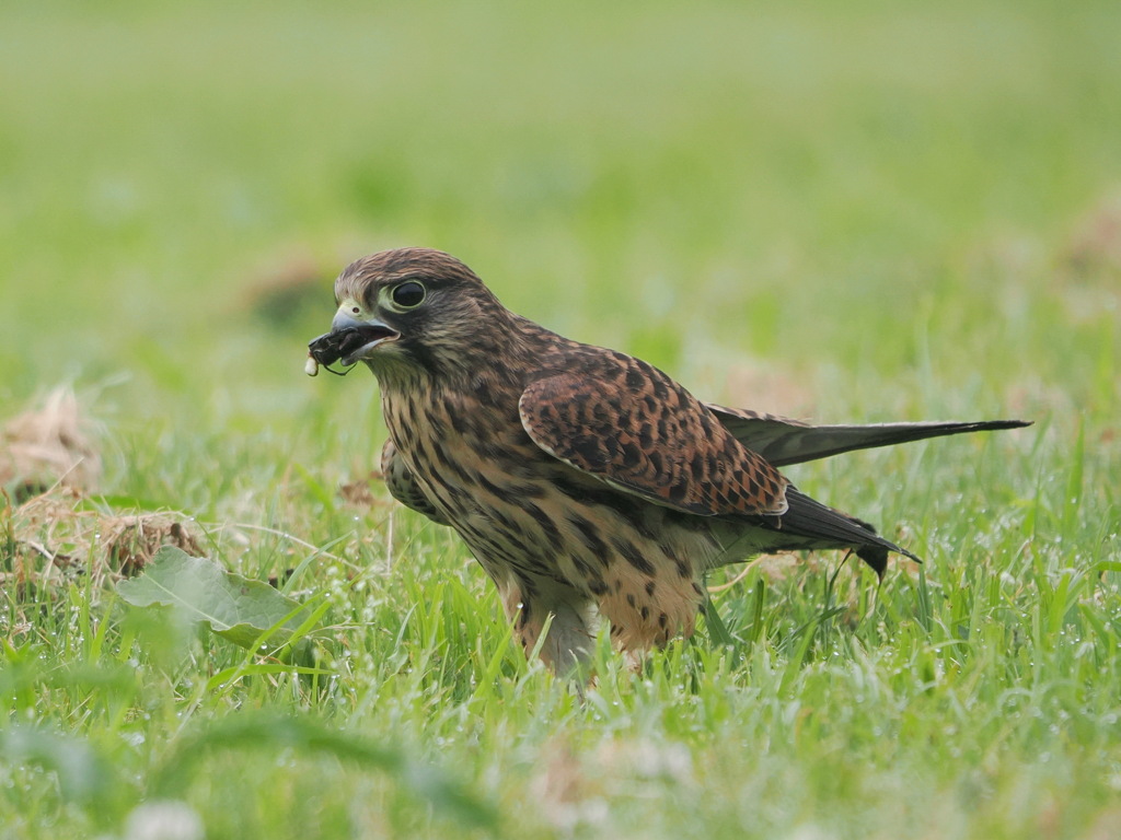 チョウゲンボウ　20230630