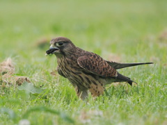 チョウゲンボウ　20230630