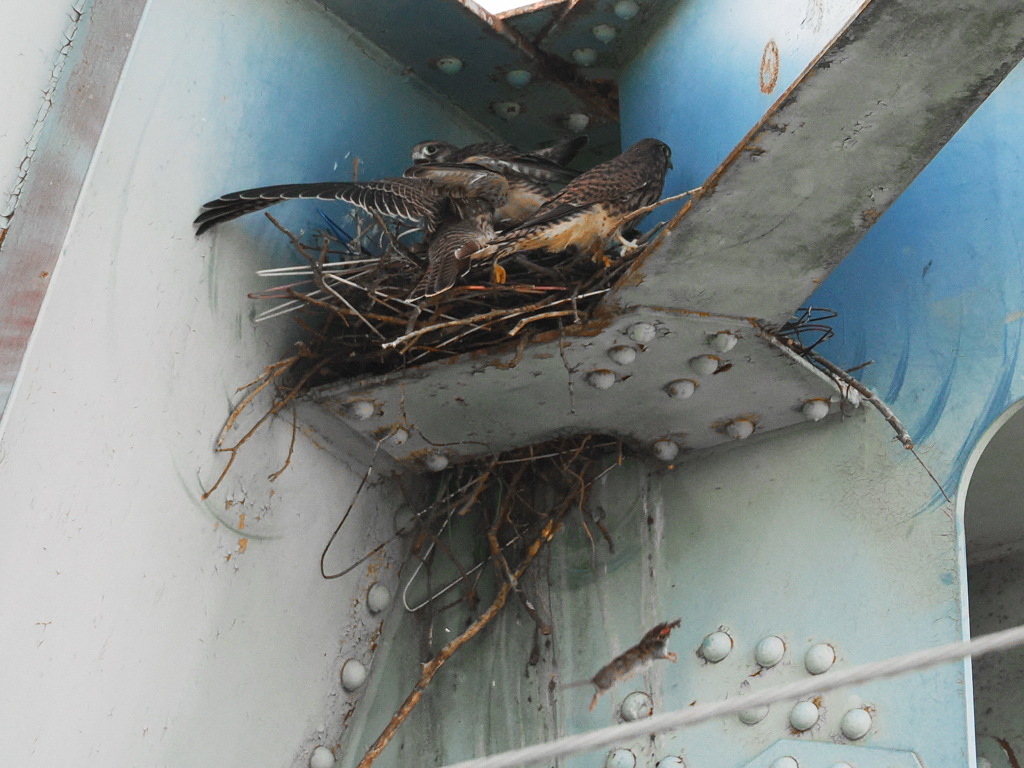 チョウゲンボウ　20230616