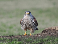 チョウゲンボウ　20230320