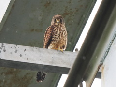 チョウゲンボウ　20230615