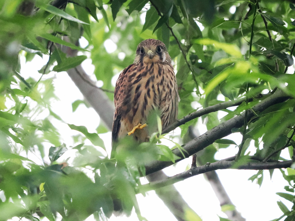 チョウゲンボウ　20230615