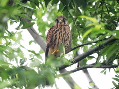 チョウゲンボウ　20230615