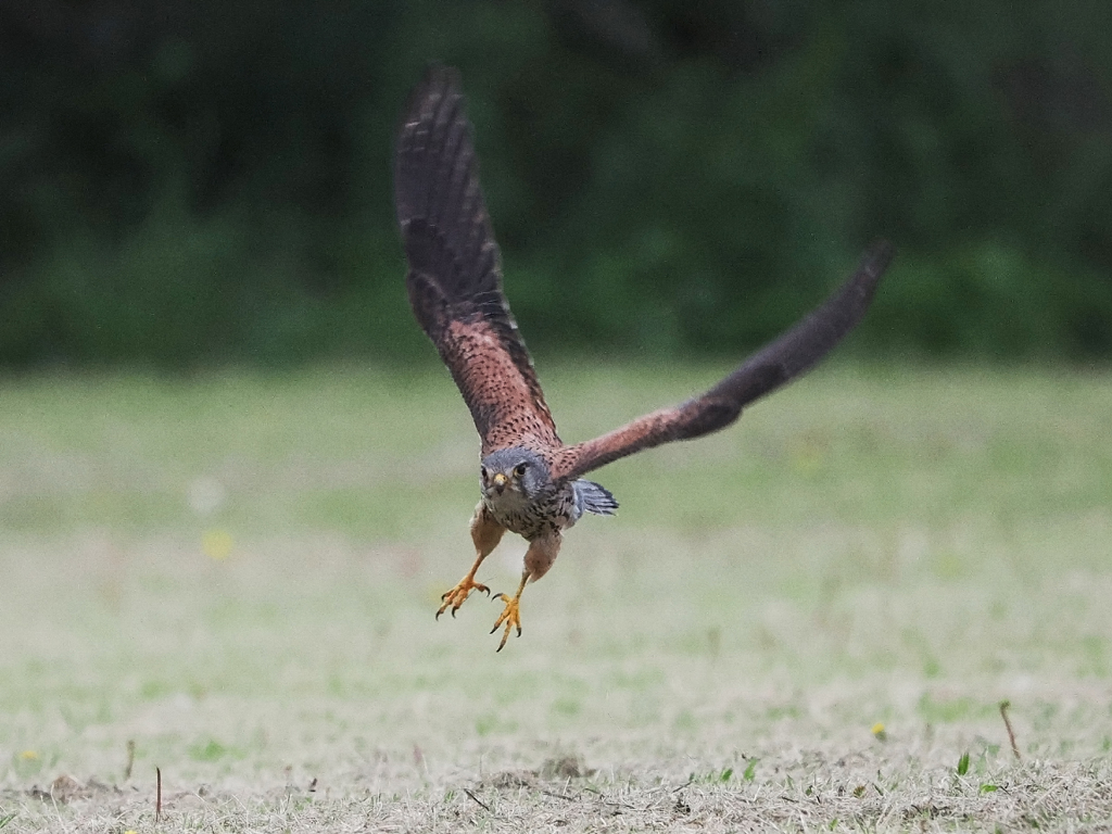 チョウゲンボウ　20230512