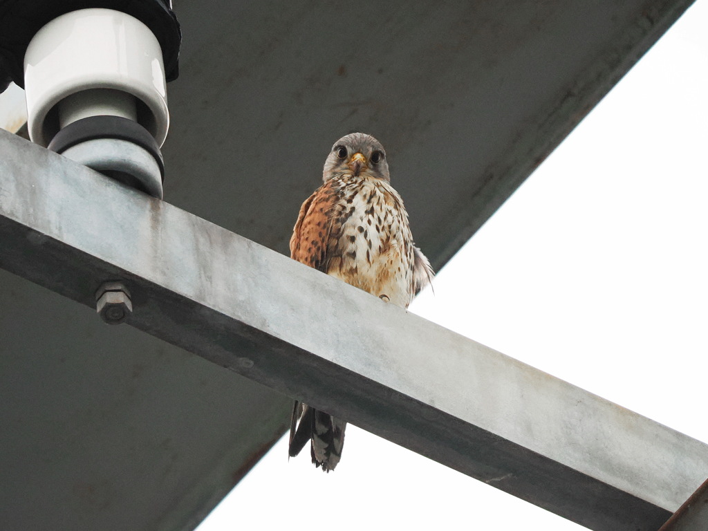 チョウゲンボウ　20230609