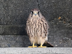 チョウゲンボウ　20230608