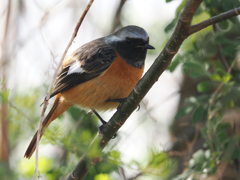 ジョウビタキ　20230314