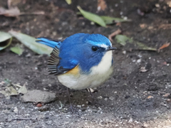 ルリビタキ　20230216