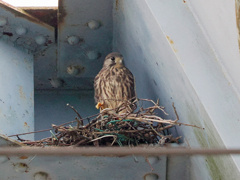 チョウゲンボウ　20230610