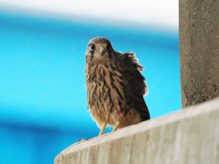 チョウゲンボウ　20230608