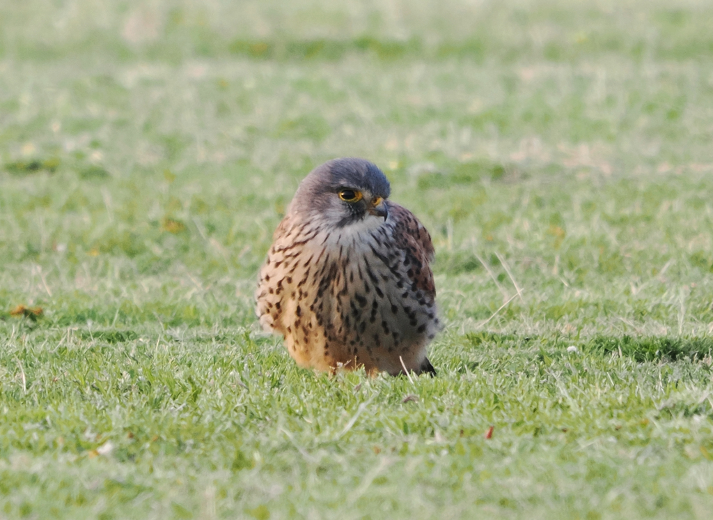 チョウゲンボウ　20230411