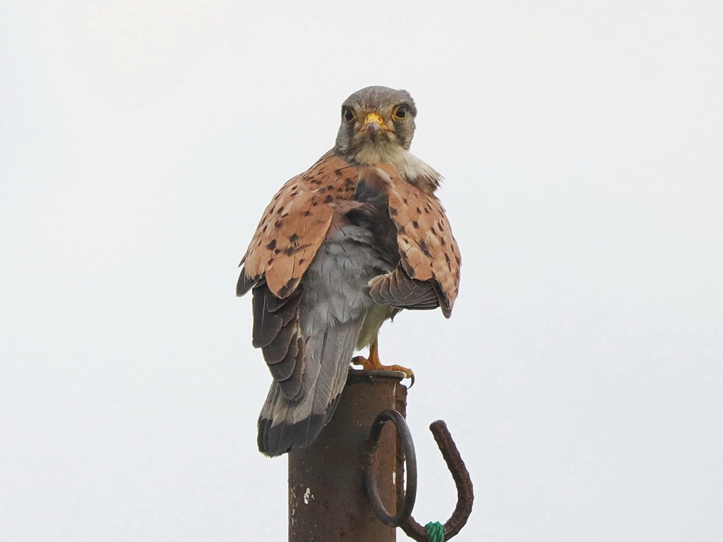 チョウゲンボウ　20230525