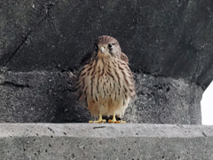 チョウゲンボウ　20230608