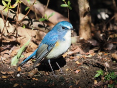 ルリビタキ　20230211