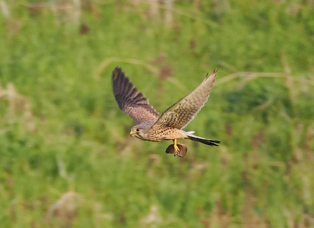 チョウゲンボウ　20230404