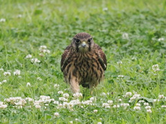 チョウゲンボウ　20230627