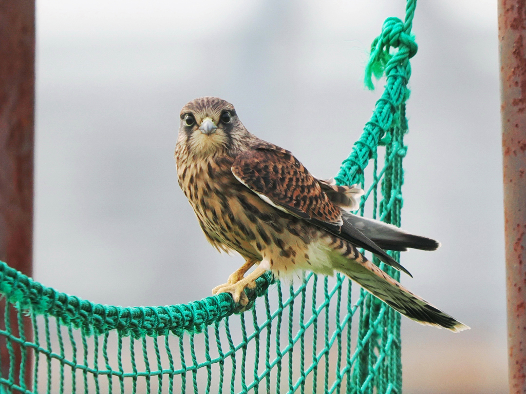 チョウゲンボウ　20230616