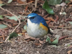 ルリビタキ　20230223