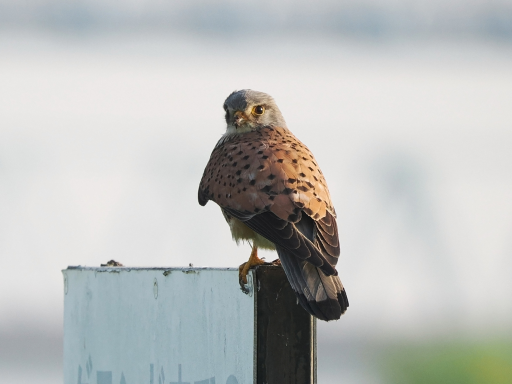 チョウゲンボウ　20230420