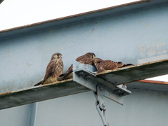 チョウゲンボウ　20230614