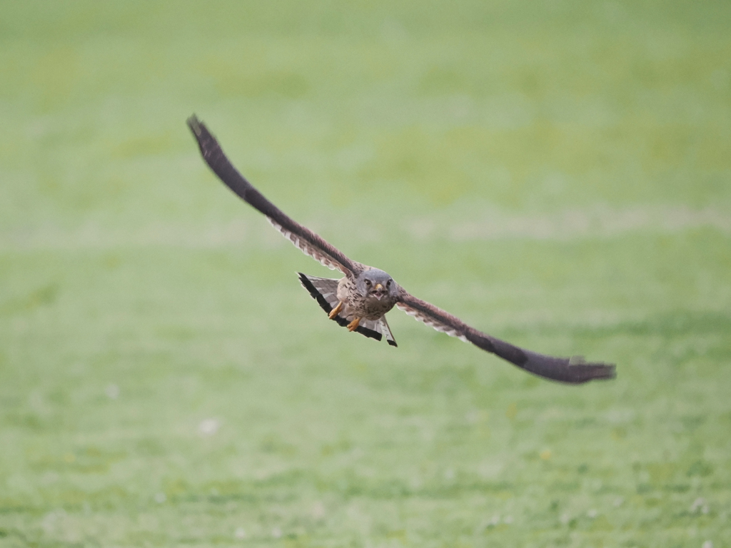 チョウゲンボウ　20230526