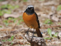 ジョウビタキ　20230310