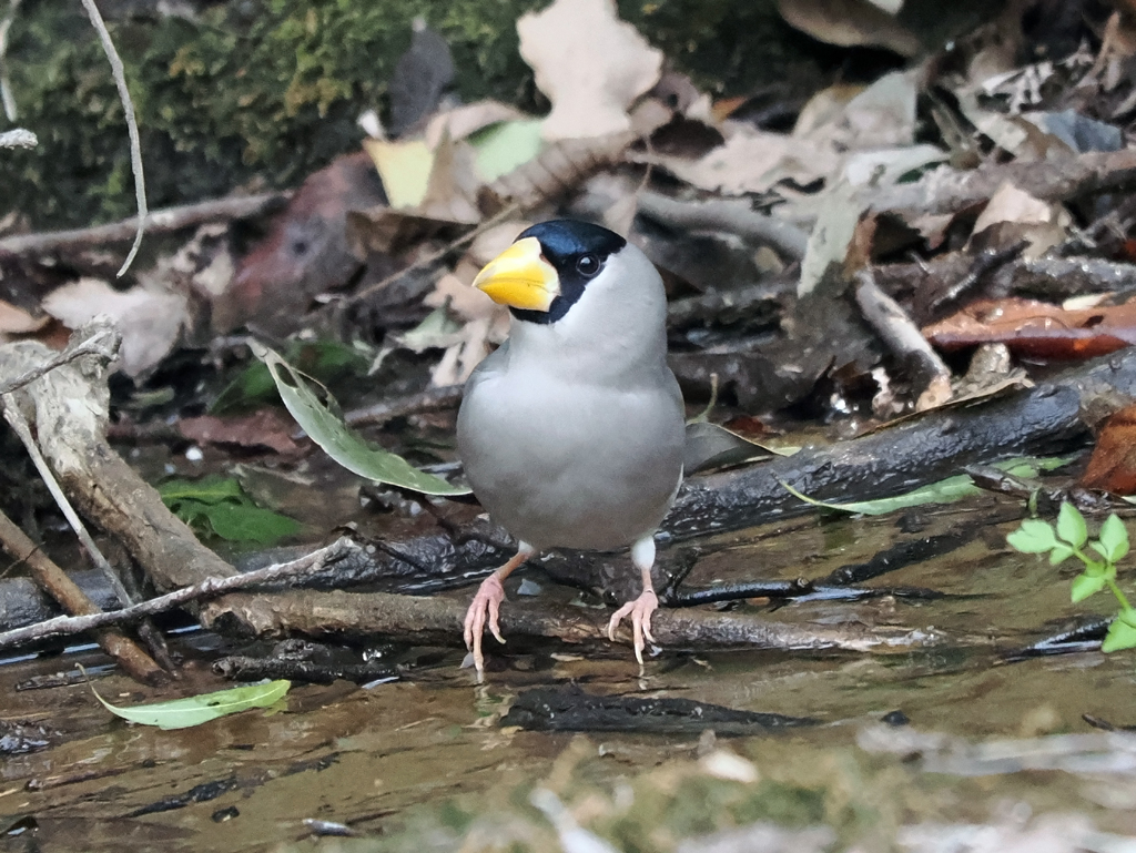 イカル　20230301