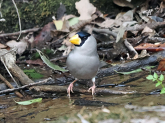 イカル　20230301