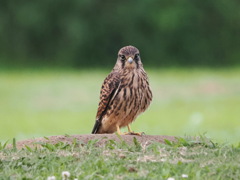 チョウゲンボウ　20230626