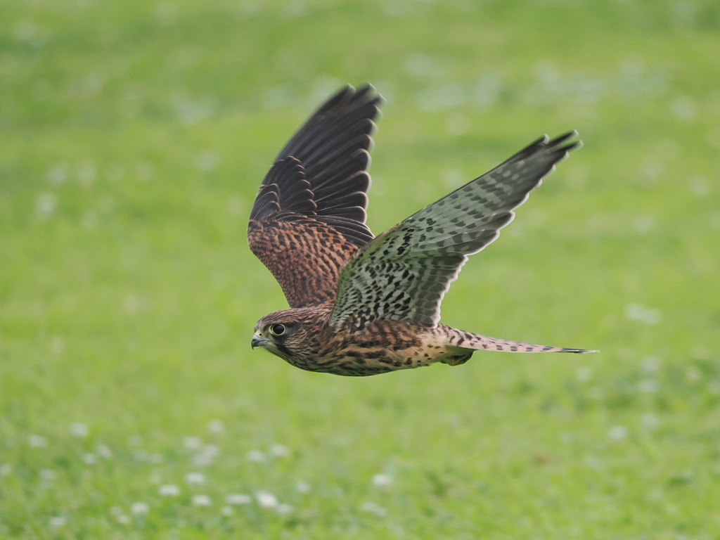 チョウゲンボウ　20230627